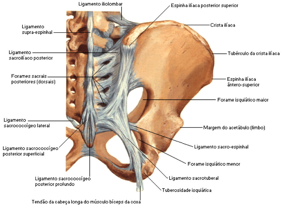Fig. 1- Vista posterior da pelve. Visualização dos espaços glúteos da incisura isquiática maior e menor.